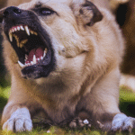 dog bite